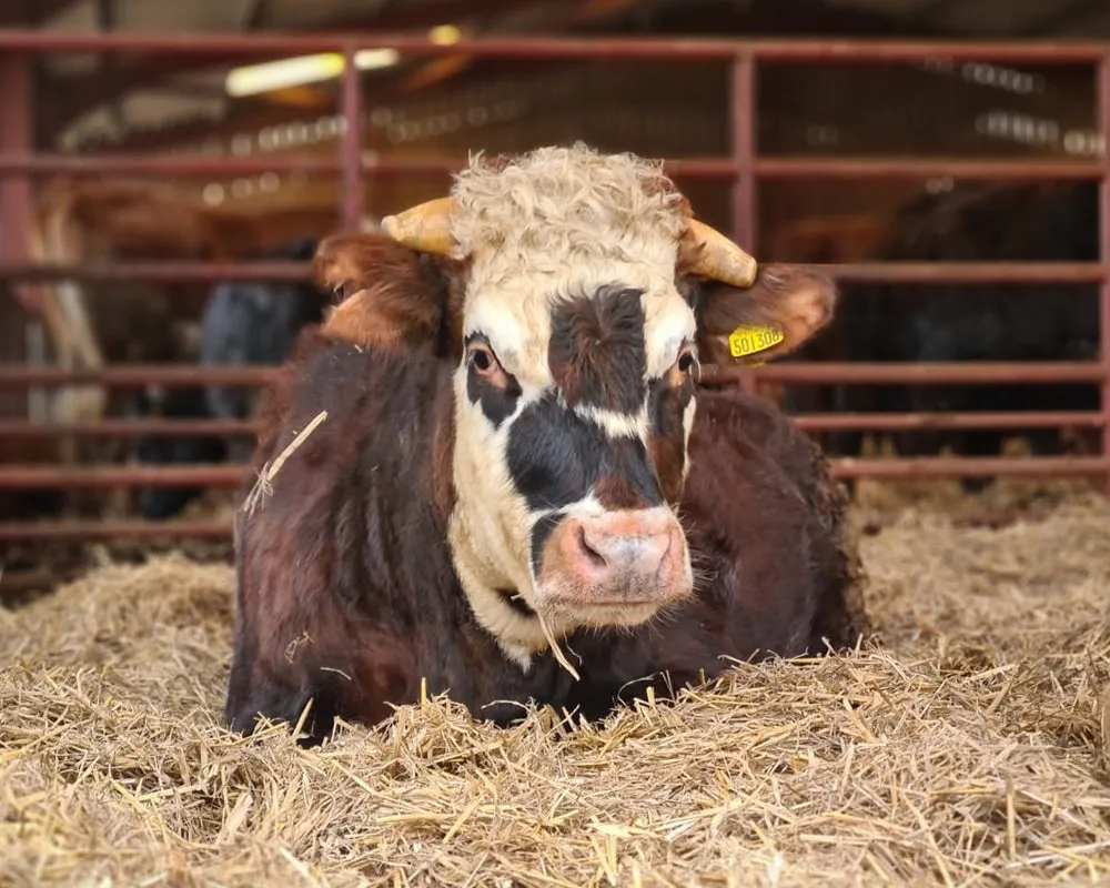 Adopt Rufus the Cow